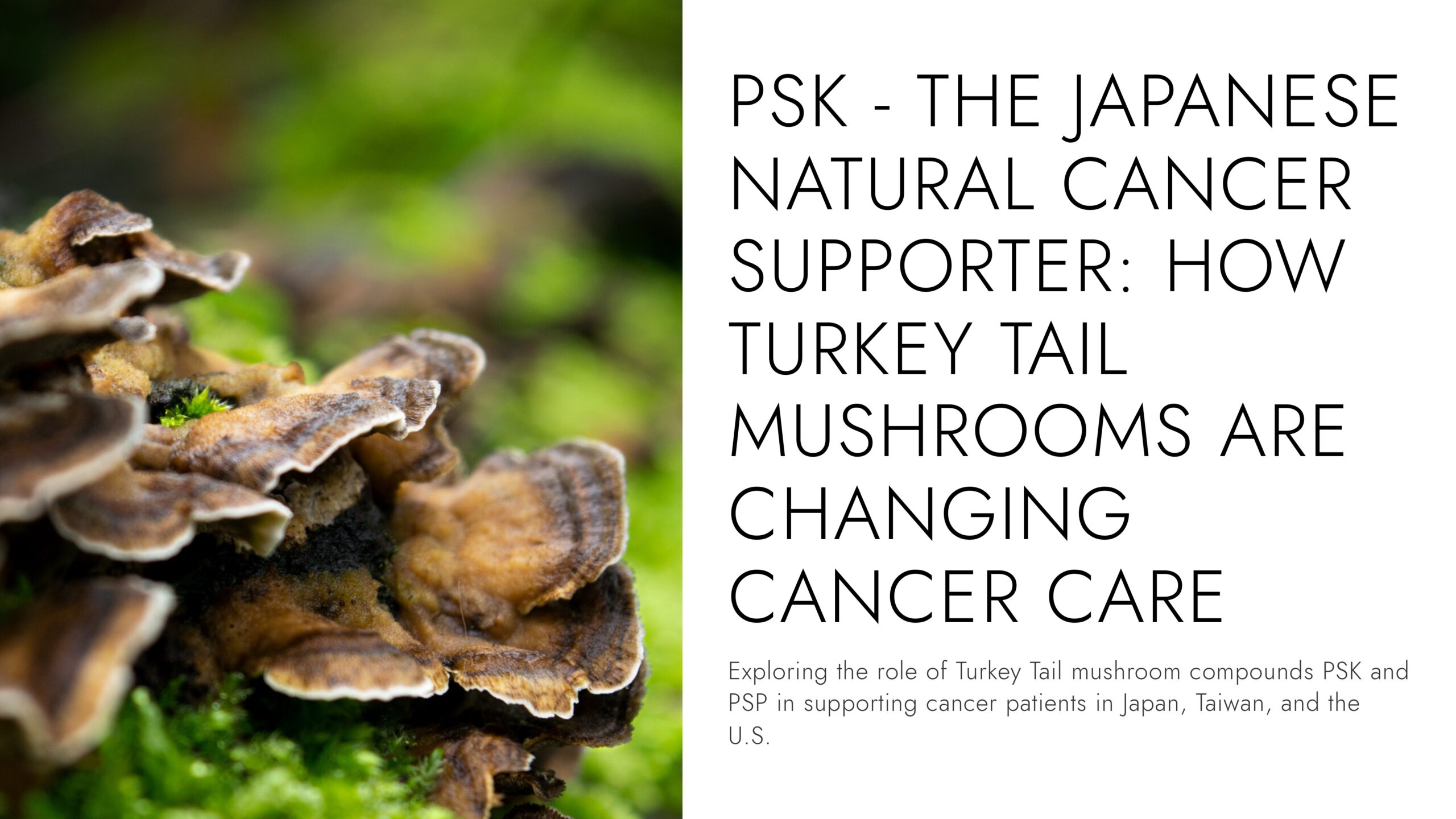 PSK – The Japanese Natural Cancer Supporter: How Turkey Tail Mushrooms Are Changing Cancer Care