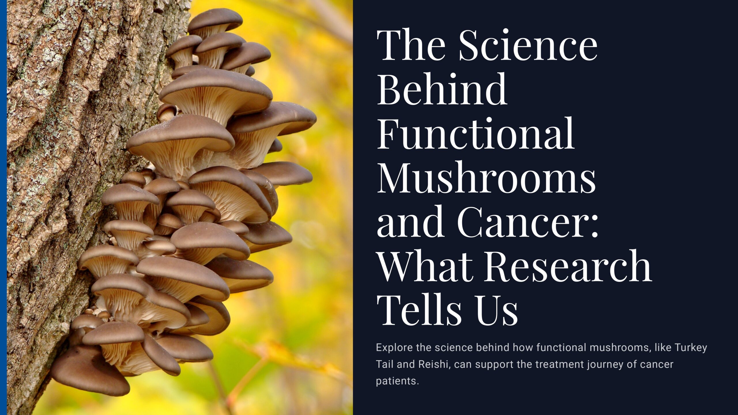 The Science Behind Functional Mushrooms and Cancer What Research Tells Us